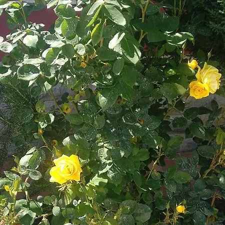 La Ardina Celorio (Llanes)