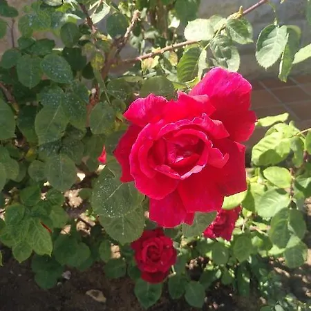 La Ardina סלוריו