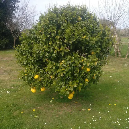 Apartmán La Ardina Celorio (Llanes)