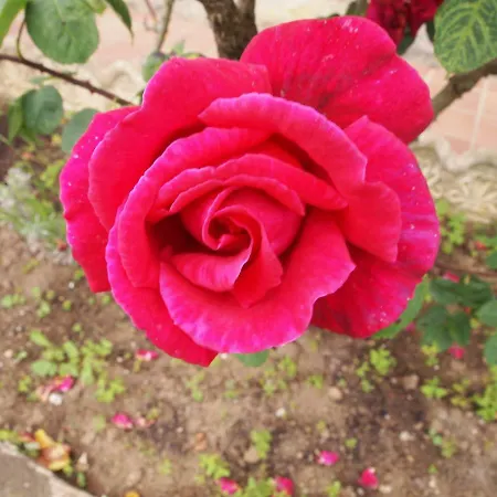 La Ardina Apartmán *