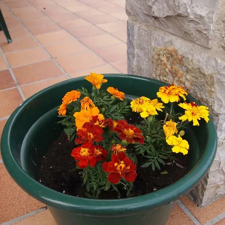 La Ardina Celorio (Llanes)